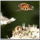 Eristalis interrupta - Mittlere Keilfleckschwebfliege 03.jpg
